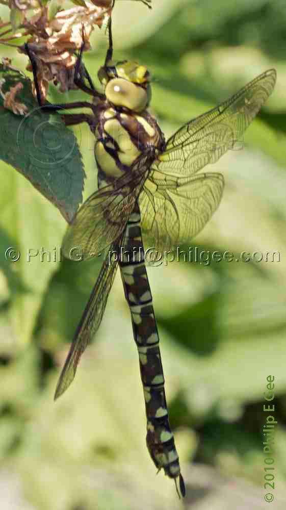 Southern Hawker Dragonfly © Phil Gee