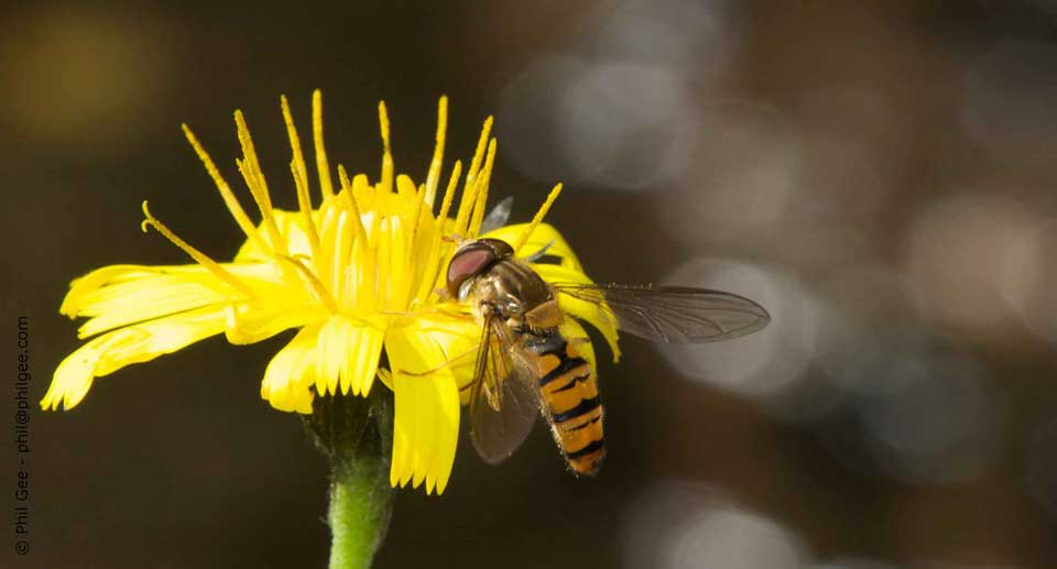 Hoverfly ©Philip Gee
