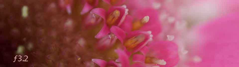 Close Up DoF © Phil Gee