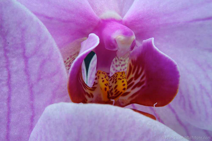 Reverse Mount 50mm Lens ƒ22 © Phil Gee