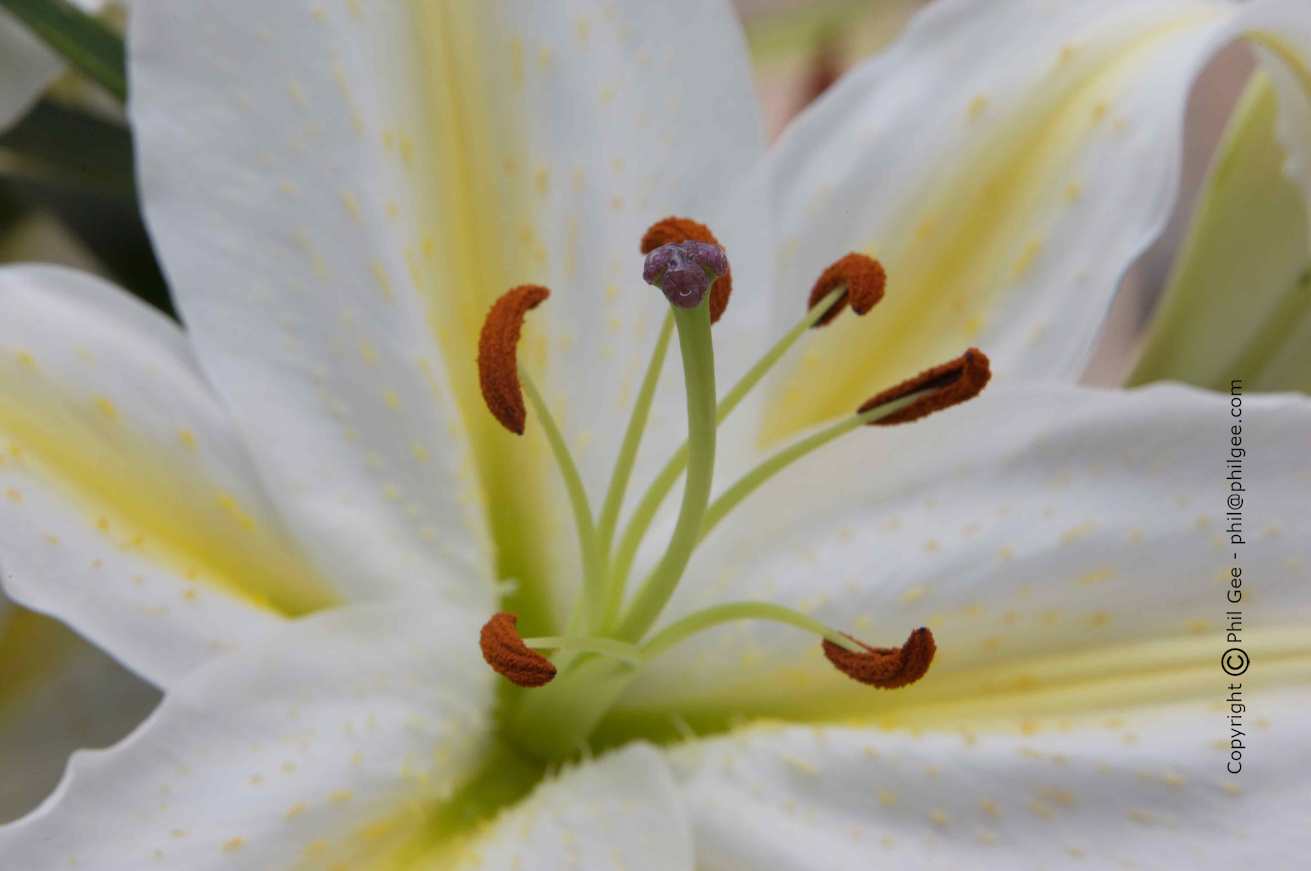 Copyright © Phil Gee - phil@philgee.com