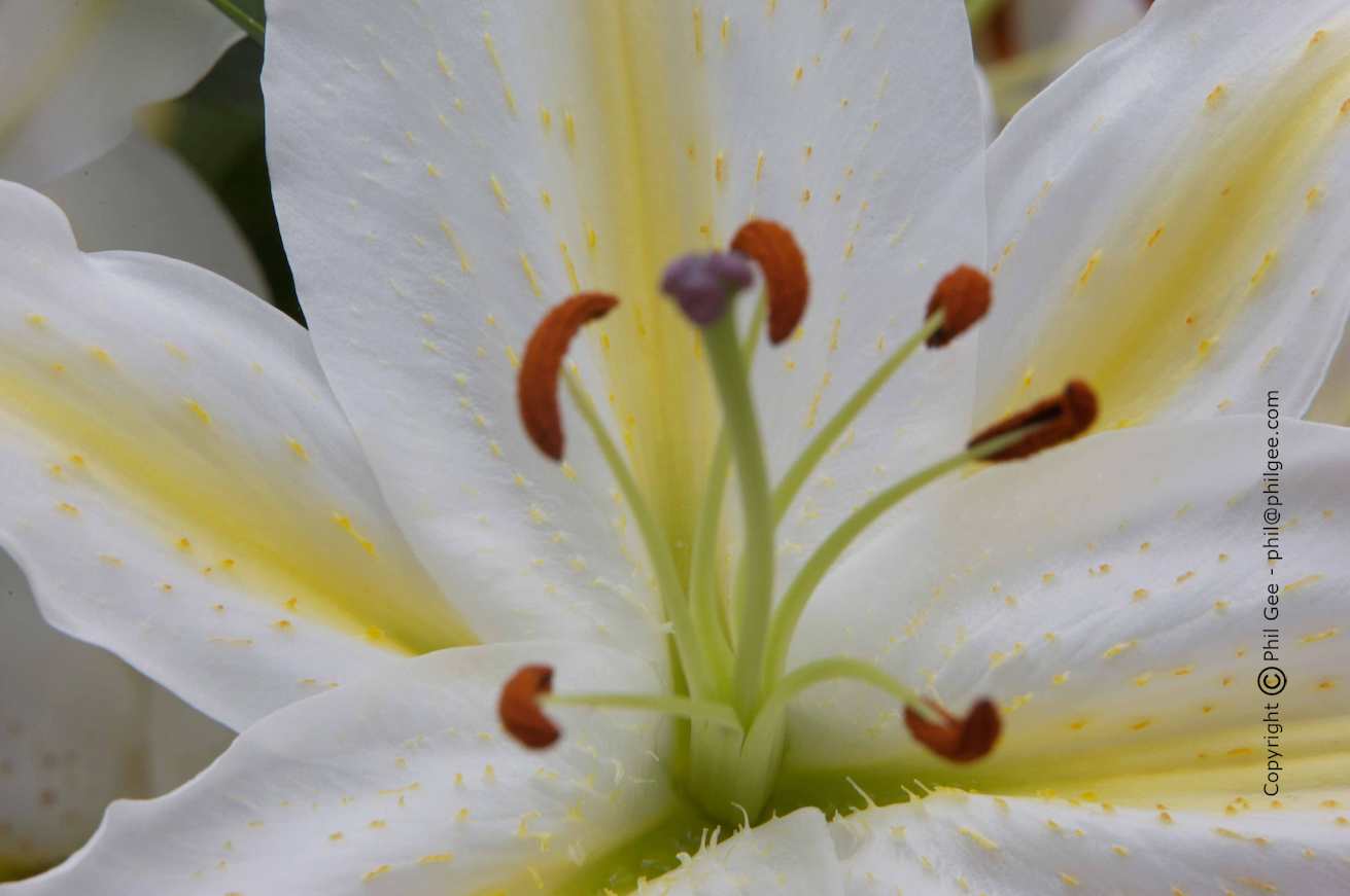 Copyright © Phil Gee - phil@philgee.com