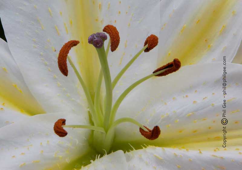 Combined image © Phil Gee