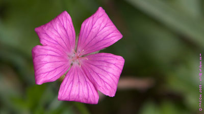 Copyright © Phil Gee