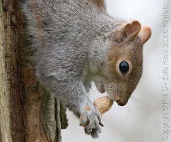 Full Colour (c) Phil Gee