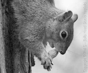 Green Channel only- (c) Phil Gee